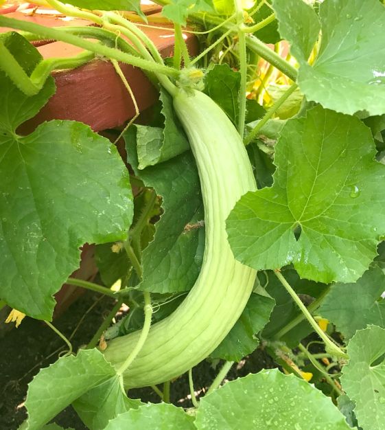 Armenian Cucumber Seeds (Cucumis melo) – Heirloom, Crisp & Sweet - Grow Your Own Cucumbers - Image 4