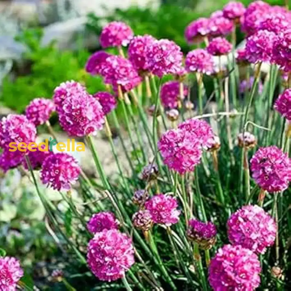 Armeria Maritima Seeds – Sea Thrift Groundcover for Coastal Gardens