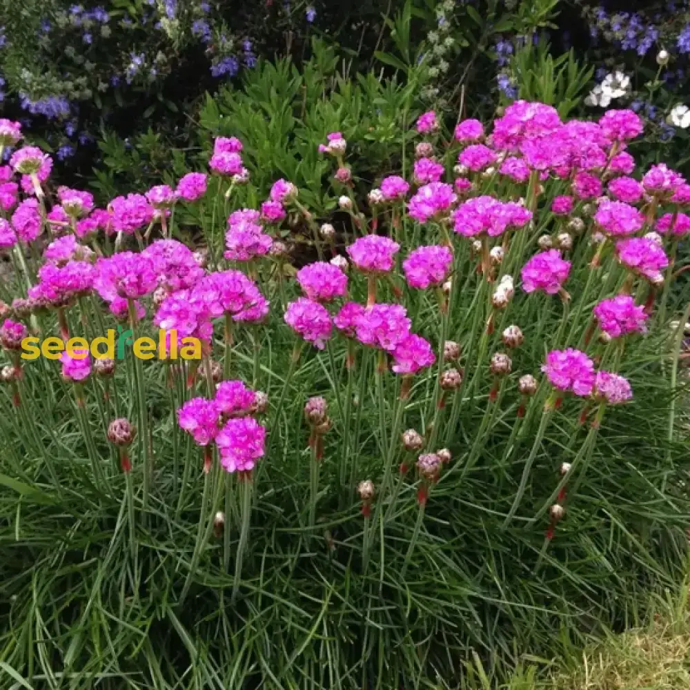 Armeria Maritima Seeds – Sea Thrift Groundcover for Coastal Gardens - Image 3