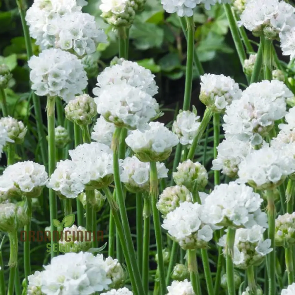 Armeria Maritima Morning Star White Seeds – Elegant Coastal Thrift Variety for Garden Planting