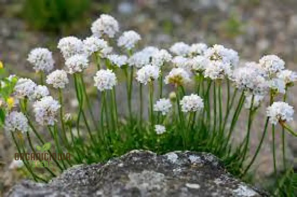 Armeria Maritima Morning Star White Seeds – Elegant Coastal Thrift Variety for Garden Planting - Image 3