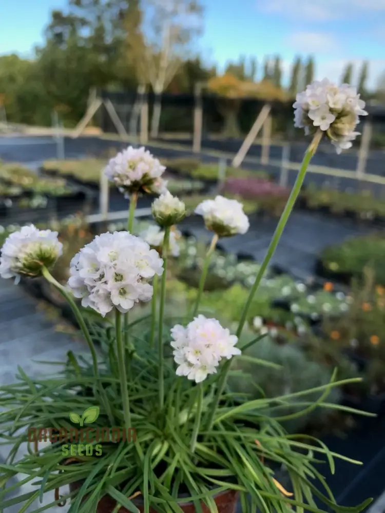 Armeria Maritima Morning Star White Seeds – Elegant Coastal Thrift Variety for Garden Planting - Image 4