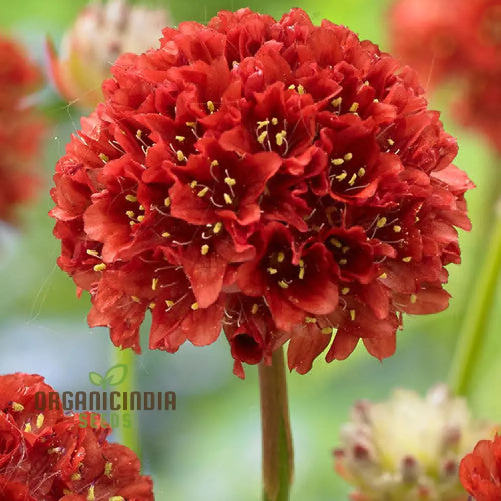 Armeria Seeds (Ballerina Red Armeria Seeds) - Vibrant Blooms and Hardy Perennial for Colorful Displays