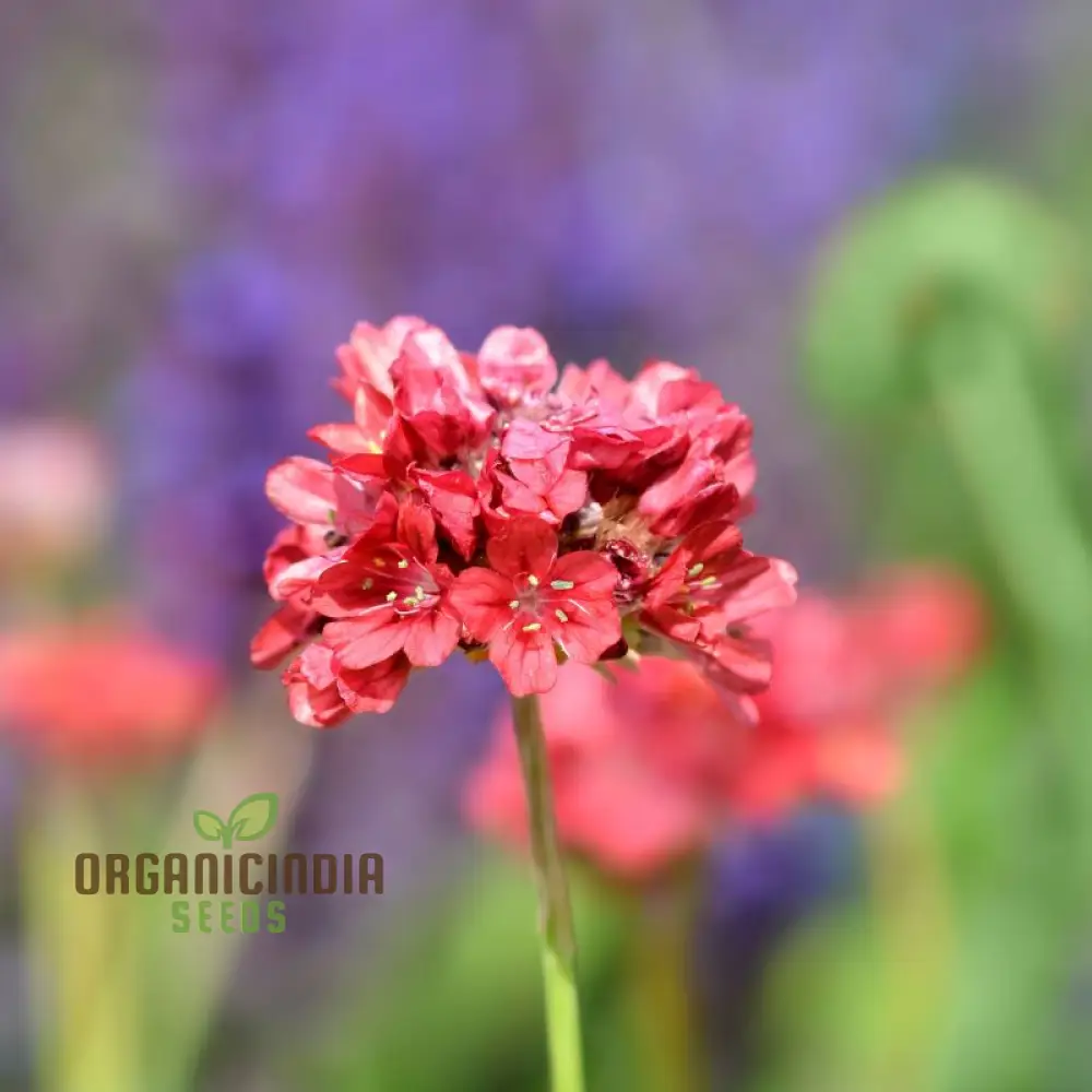 Armeria Seeds (Ballerina Red Armeria Seeds) - Vibrant Blooms and Hardy Perennial for Colorful Displays - Image 3