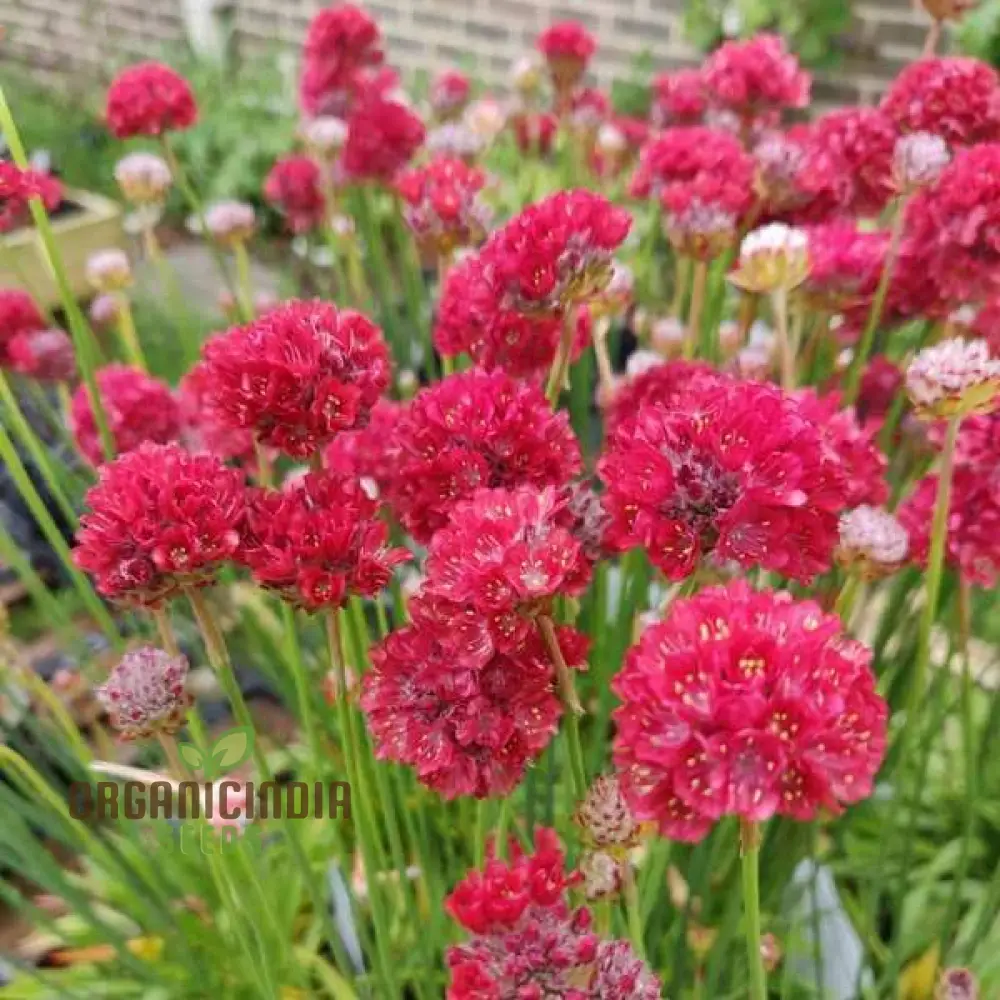 Armeria Seeds (Ballerina Red Armeria Seeds) - Vibrant Blooms and Hardy Perennial for Colorful Displays - Image 4