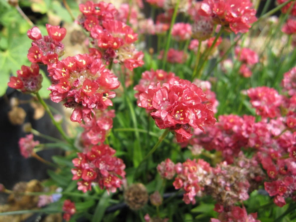 Armeria Seeds (Ballerina Red Armeria Seeds) - Vibrant Blooms and Hardy Perennial for Colorful Displays - Image 5