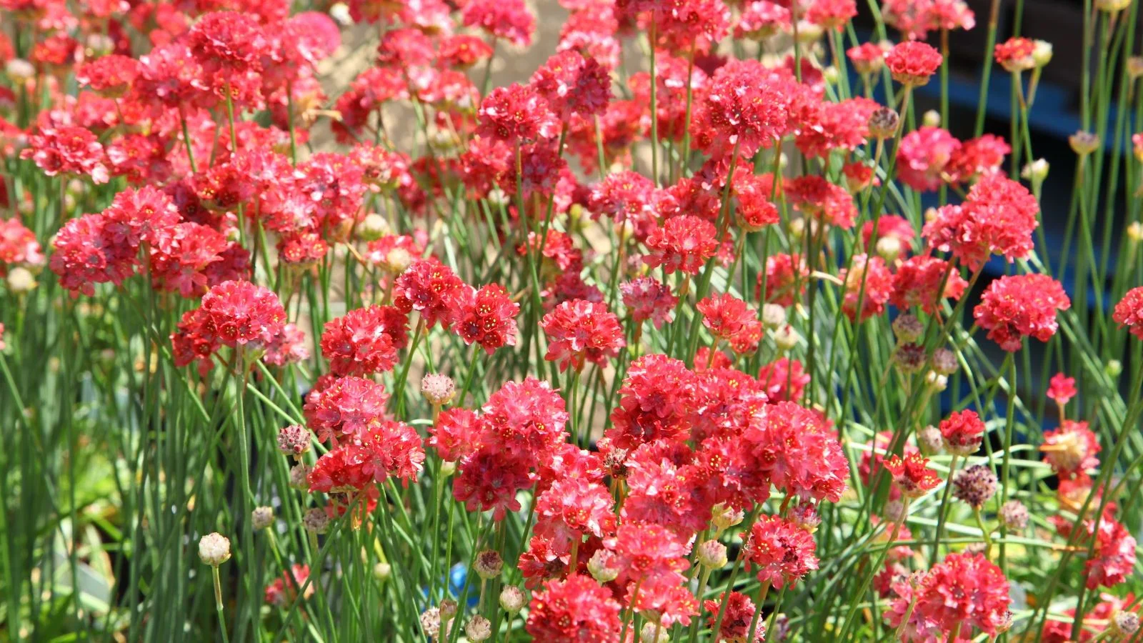 Armeria Seeds (Ballerina Red Armeria Seeds) - Vibrant Blooms and Hardy Perennial for Colorful Displays - Image 6