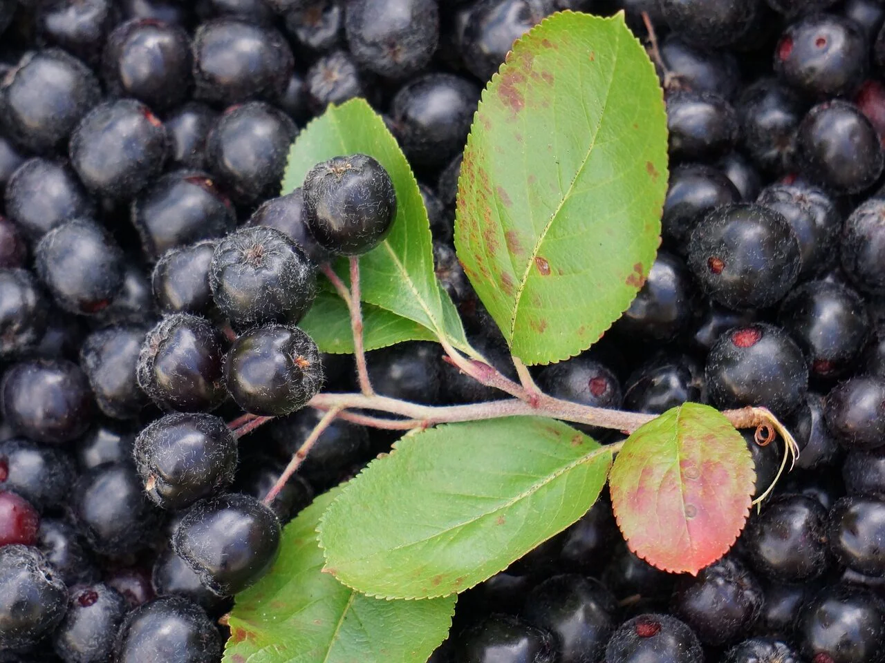 Aronia Berry (Aronia melanocarpa / Black Chokeberry) – Seeds - Image 3