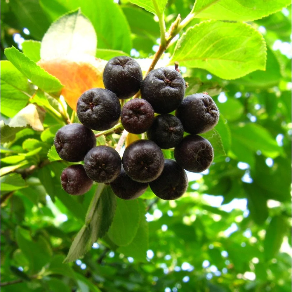 Aronia Berry (Aronia melanocarpa / Black Chokeberry) – Seeds - Image 5