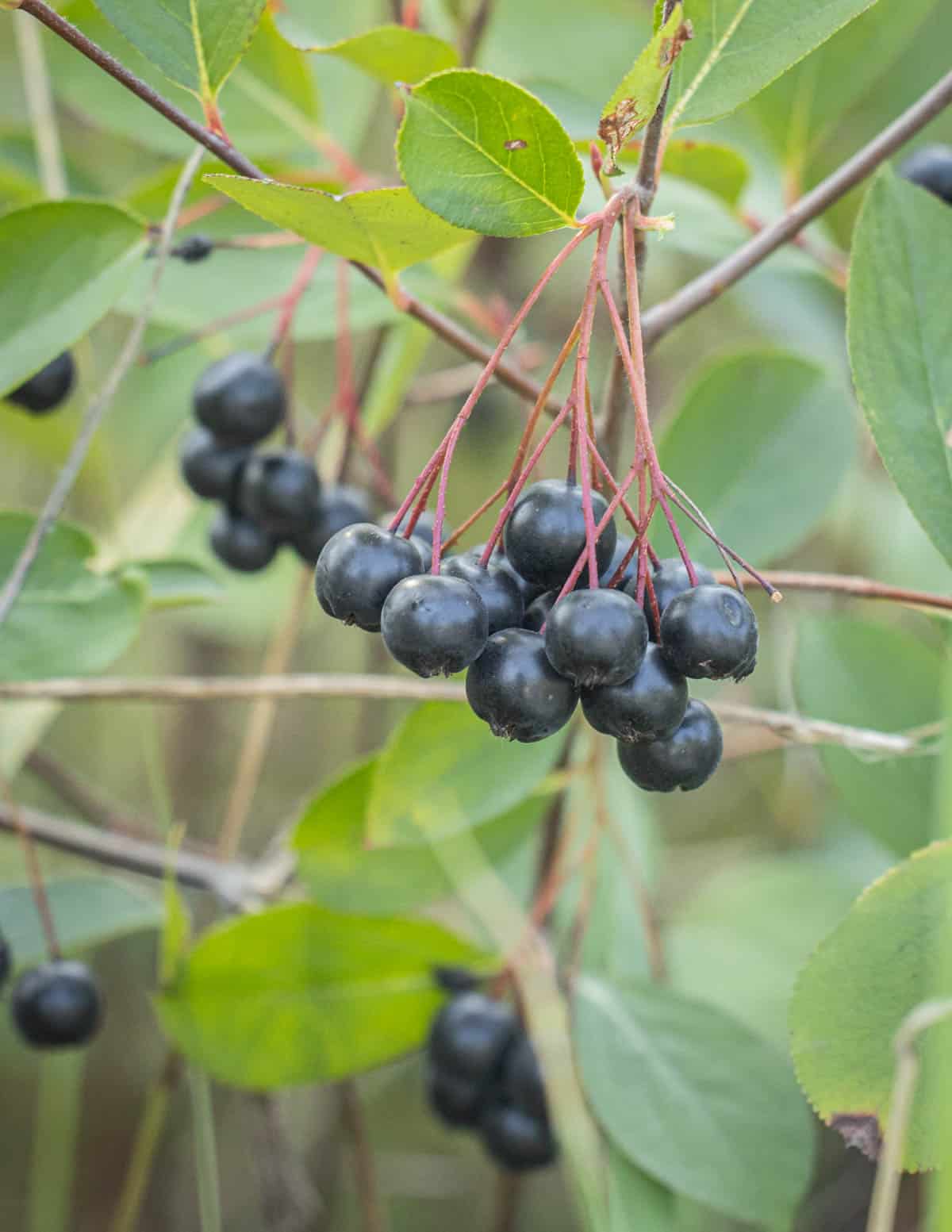 Aronia Berry (Aronia melanocarpa / Black Chokeberry) – Seeds - Image 6