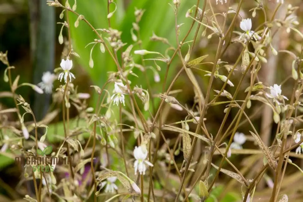 Arthropodium Candidum Bronze Seeds for Planting: Exquisite Garden Elegance for Your Outdoor Oasis - Shop Now!" - Image 2
