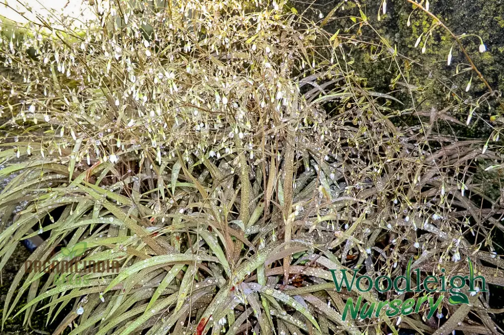 Arthropodium Candidum Bronze Seeds for Planting: Exquisite Garden Elegance for Your Outdoor Oasis - Shop Now!" - Image 3