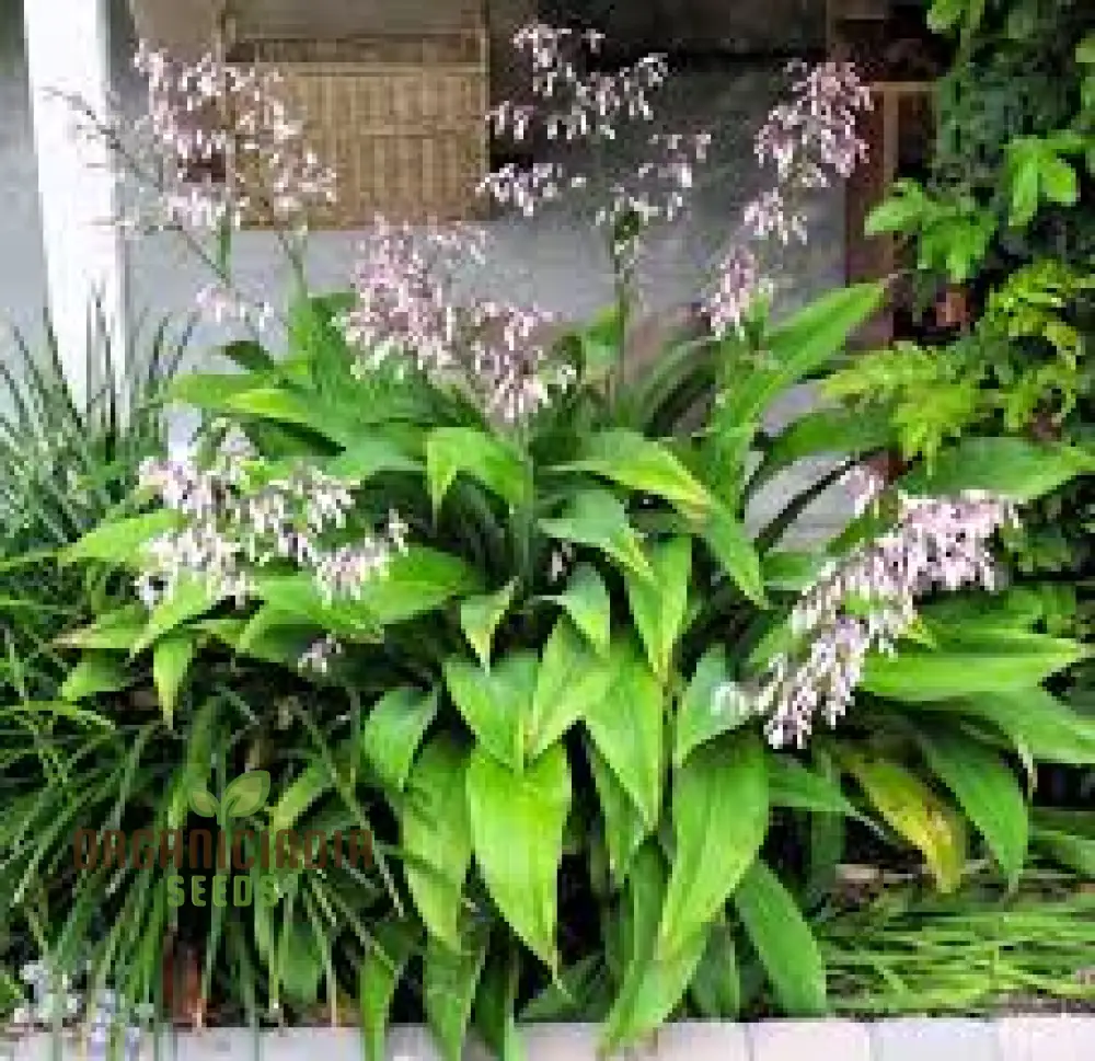 Arthropodium Cirratum Seeds For Planting: Elegant Lily of the Forest - Gardening Delight for Your Shade Garden