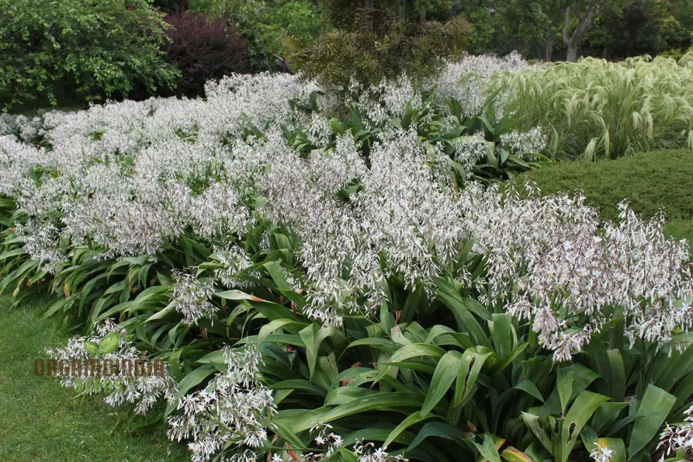 Arthropodium Cirratum Seeds For Planting: Elegant Lily of the Forest - Gardening Delight for Your Shade Garden - Image 3