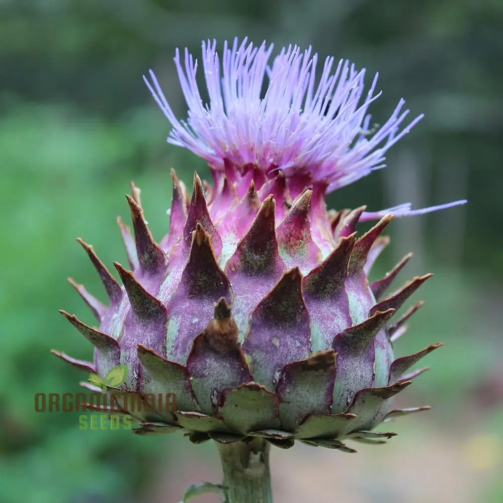 Artichoke - Cardoon Seeds For Planting, Unique and Flavorful Vegetable Harvest - Image 4