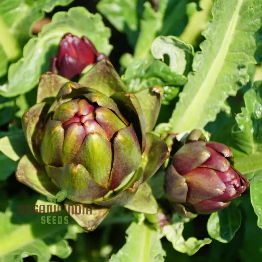 Artichoke - Colorado Red Star Seeds For Planting, Cultivate Stunning Red Artichokes