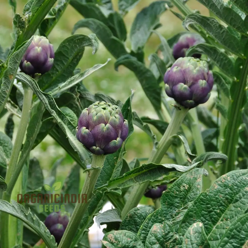Artichoke - Colorado Red Star Seeds For Planting, Cultivate Stunning Red Artichokes - Image 4