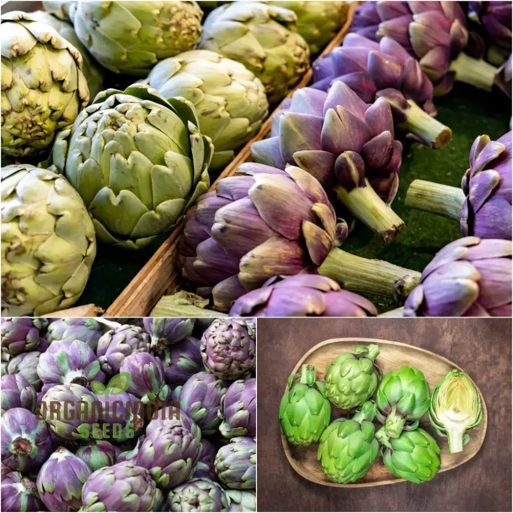Artichoke - Green & Purple Seeds For Planting, Grow Nutritious Green and Purple Artichokes