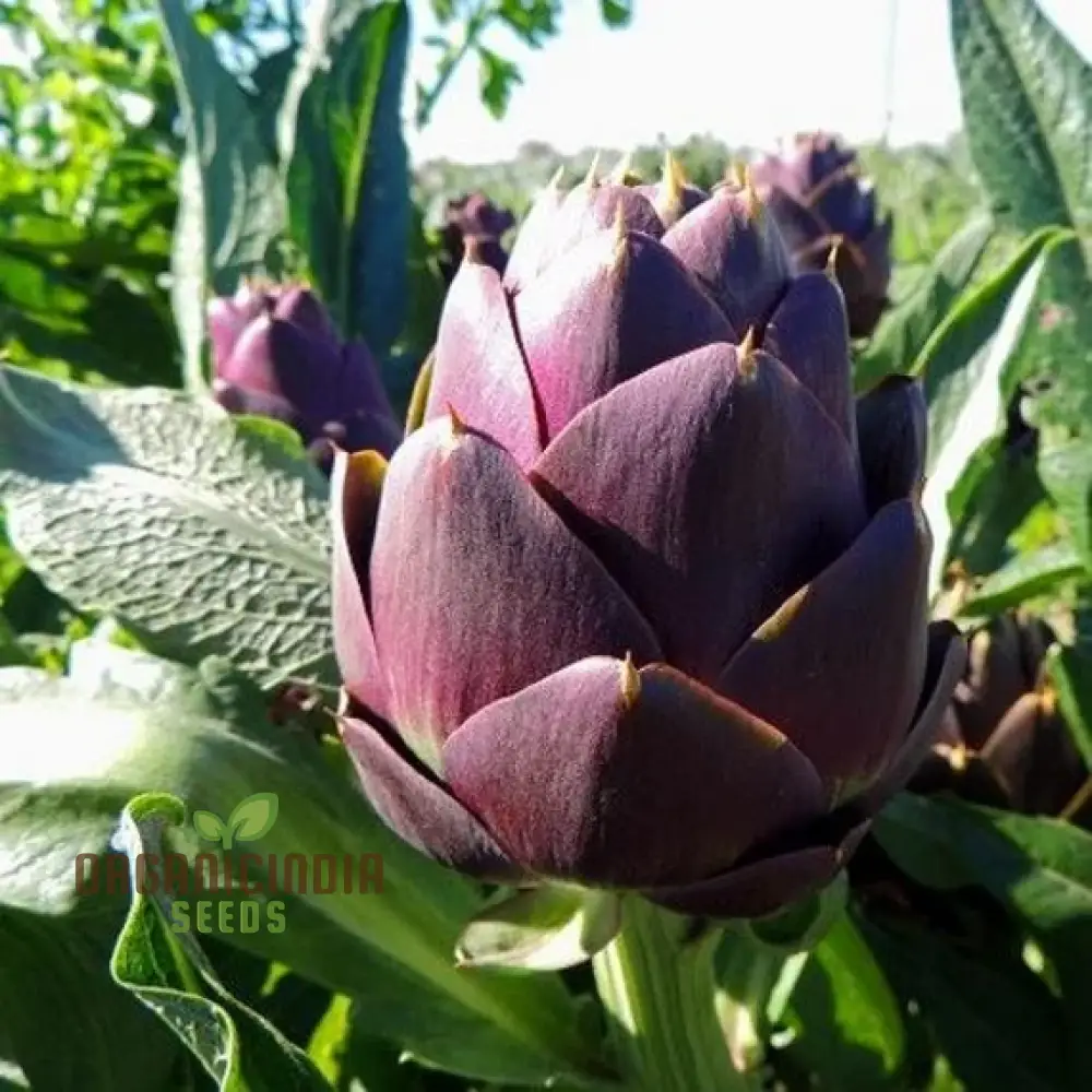 Artichoke - Green & Purple Seeds For Planting, Grow Nutritious Green and Purple Artichokes - Image 3
