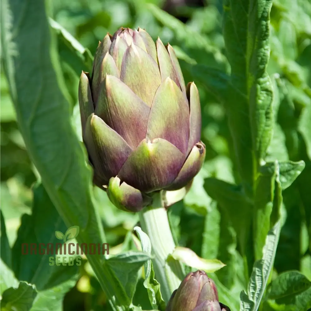 Artichoke - Green & Purple Seeds For Planting, Grow Nutritious Green and Purple Artichokes - Image 4