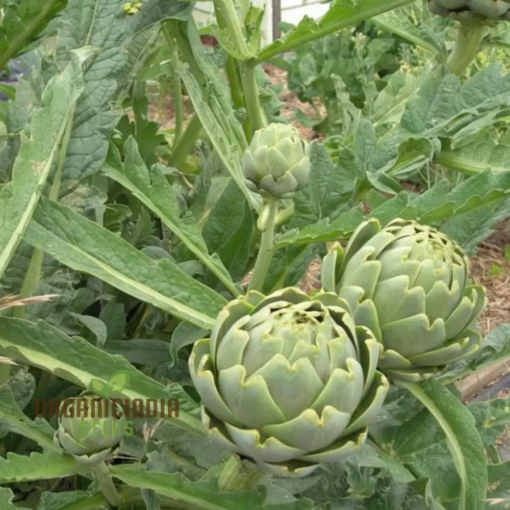 Artichoke Italian 'Green Globe' Seeds - Gourmet Quality and Rich Flavor for Your Garden