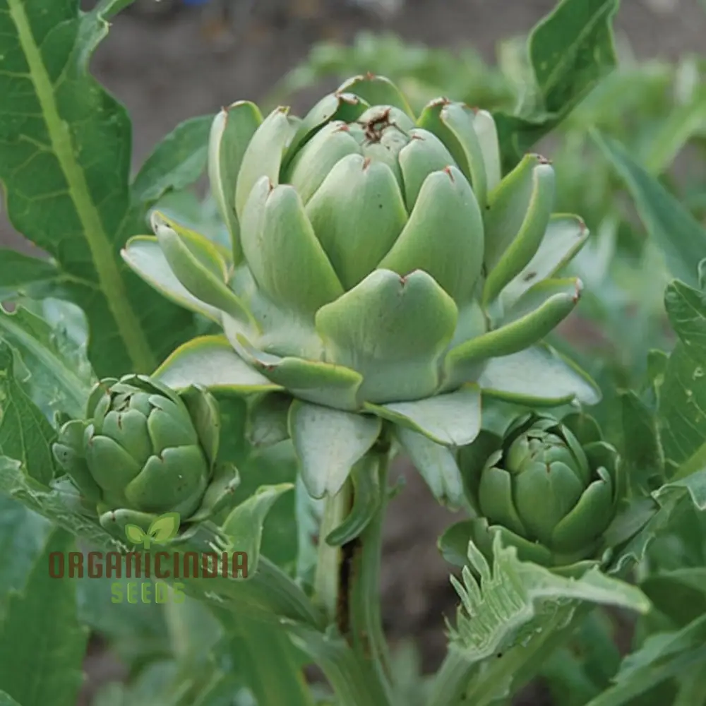Artichoke Italian 'Green Globe' Seeds - Gourmet Quality and Rich Flavor for Your Garden - Image 3
