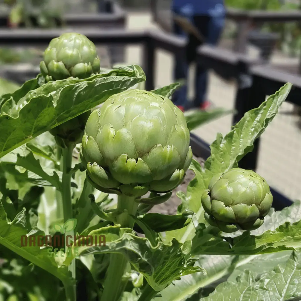 Artichoke Italian 'Green Globe' Seeds - Gourmet Quality and Rich Flavor for Your Garden - Image 4