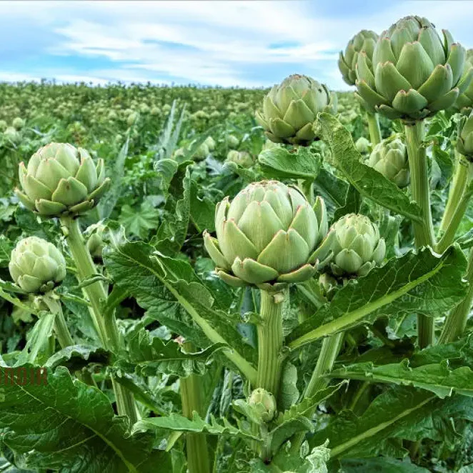 Artichoke 'Romanesco' Seeds - Premium Gardening Seeds for Your Garden | High-Quality Artichoke Seeds for Successful Planting and Growth
