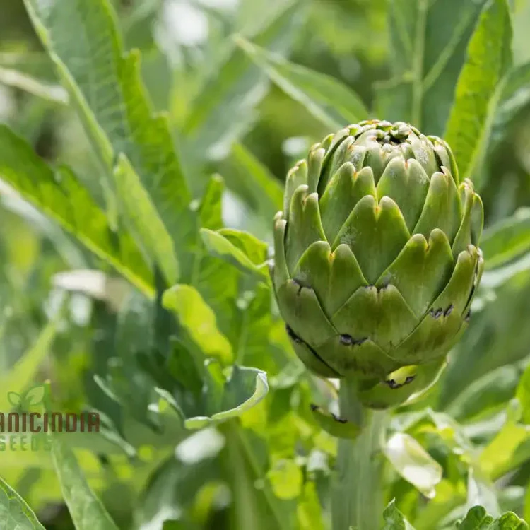 Artichoke 'Romanesco' Seeds - Premium Gardening Seeds for Your Garden | High-Quality Artichoke Seeds for Successful Planting and Growth - Image 3