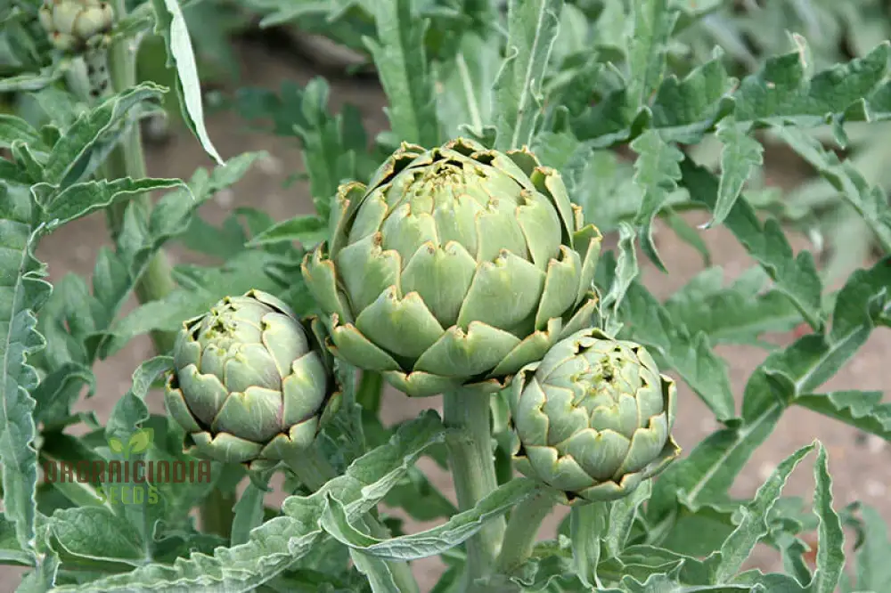 Artichoke 'Romanesco' Seeds - Premium Gardening Seeds for Your Garden | High-Quality Artichoke Seeds for Successful Planting and Growth - Image 4