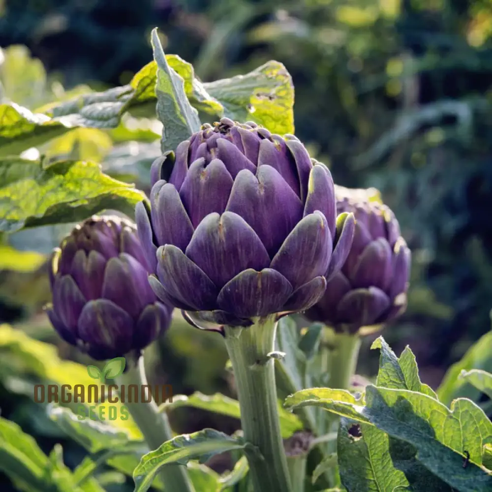 Artichoke Seeds - Purple Headed Seeds For Planting, Cultivate Eye-Catching Purple Artichokes