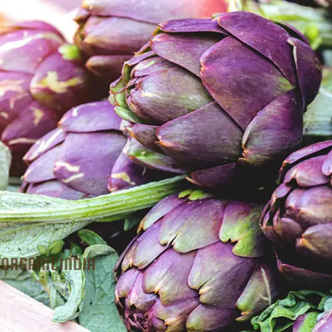 Artichoke Seeds - Purple Headed Seeds For Planting, Cultivate Eye-Catching Purple Artichokes - Image 3