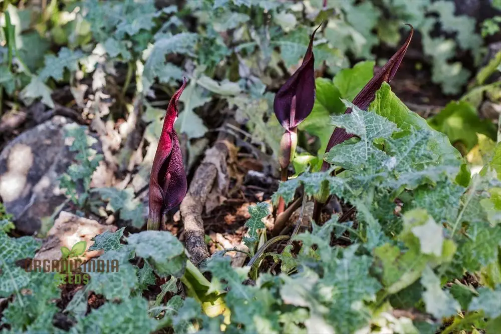 Arum Purpureospathum Seeds For Planting: Exquisite Gardening Wonder for Enthusiasts of Unique Flora - Image 2