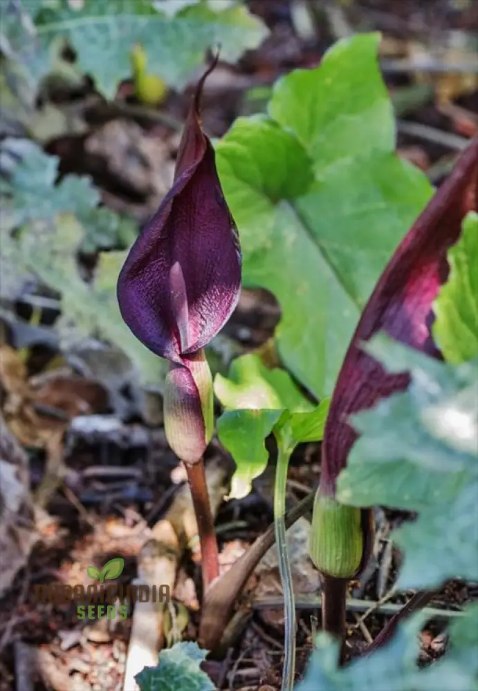 Arum Purpureospathum Seeds For Planting: Exquisite Gardening Wonder for Enthusiasts of Unique Flora - Image 3