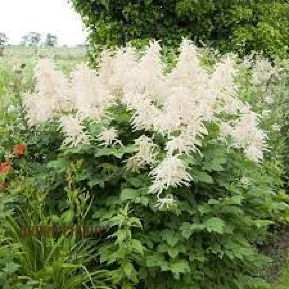 Aruncus Dioicus Seeds For planting: Majestic Goat's Beard for Lush Garden Landscapes and Elegant Borders | Shop Perennial Plants Online