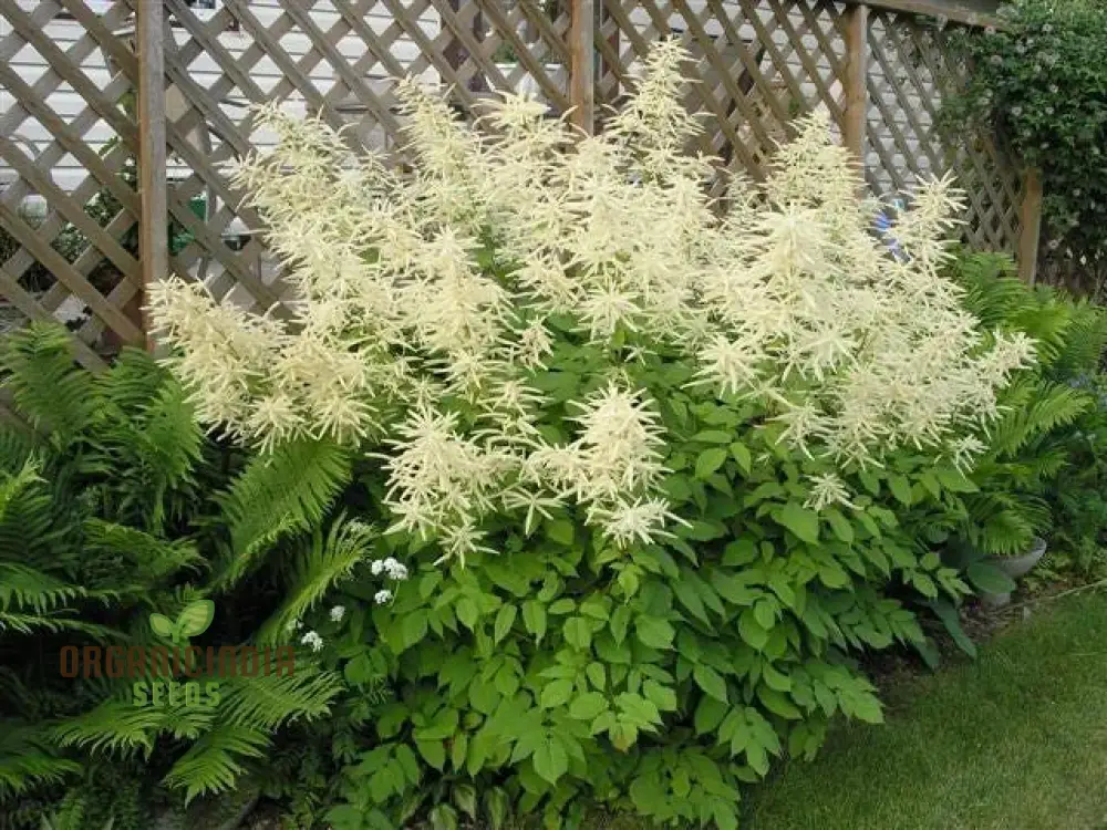 Aruncus Dioicus Seeds For planting: Majestic Goat's Beard for Lush Garden Landscapes and Elegant Borders | Shop Perennial Plants Online - Image 2