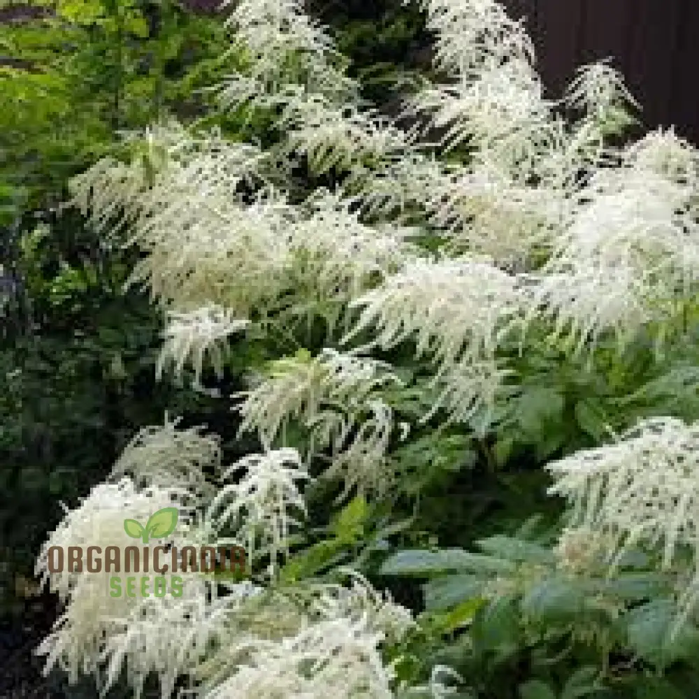 Aruncus Dioicus Seeds For planting: Majestic Goat's Beard for Lush Garden Landscapes and Elegant Borders | Shop Perennial Plants Online - Image 3