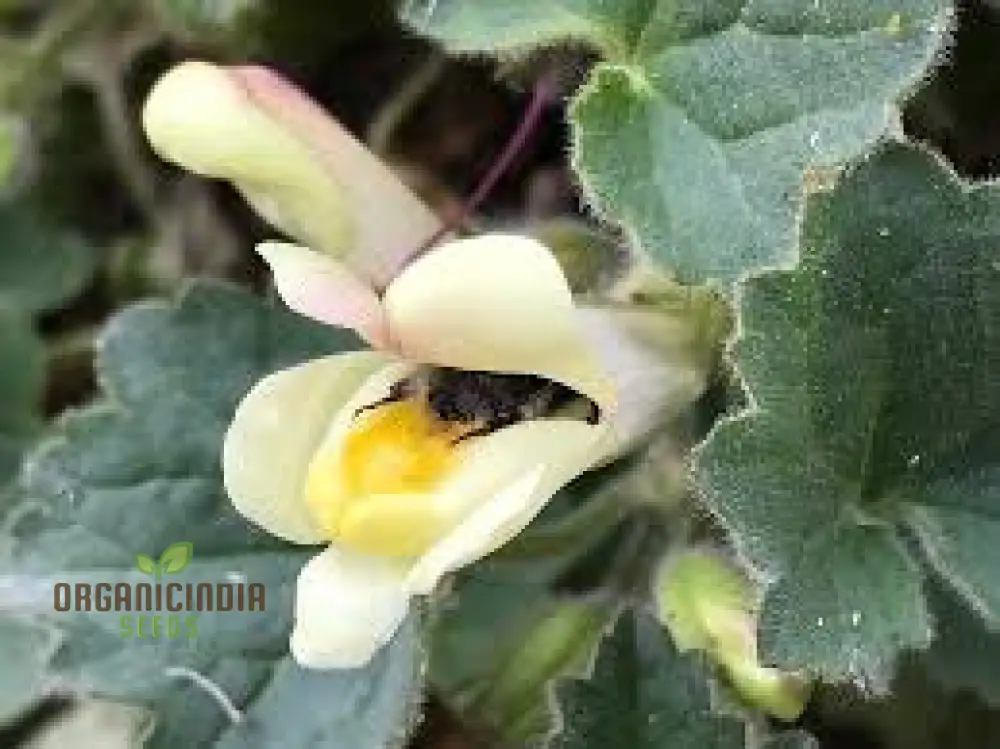 Asarina Procumbens Flower Seeds For Planting: Vibrant Garden Beauty for Enthusiasts of Unique Floral Marvels