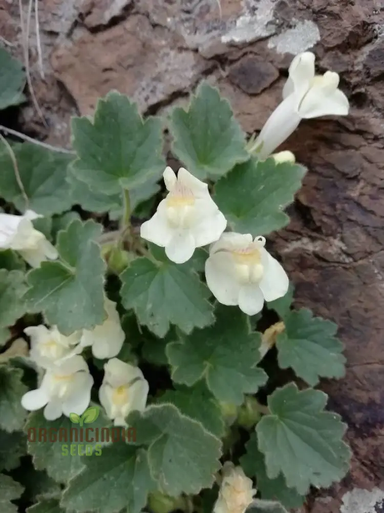 Asarina Procumbens Flower Seeds For Planting: Vibrant Garden Beauty for Enthusiasts of Unique Floral Marvels - Image 4