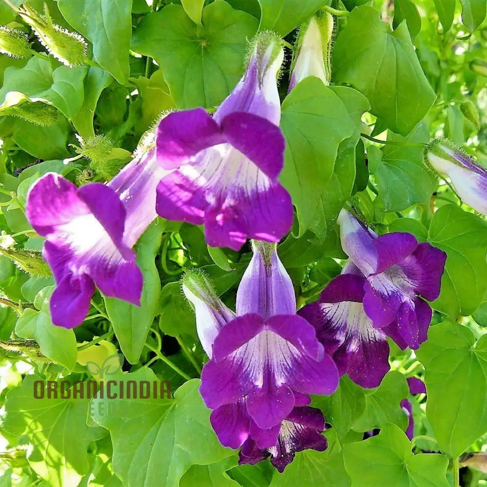 Asarina scandens Joan Lorraine Flower Seeds for Planting - Image 3