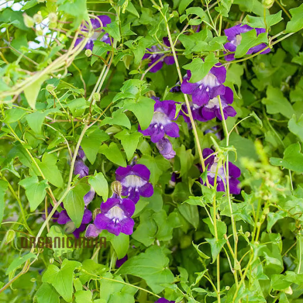 Asarina scandens Joan Lorraine Flower Seeds for Planting - Image 4