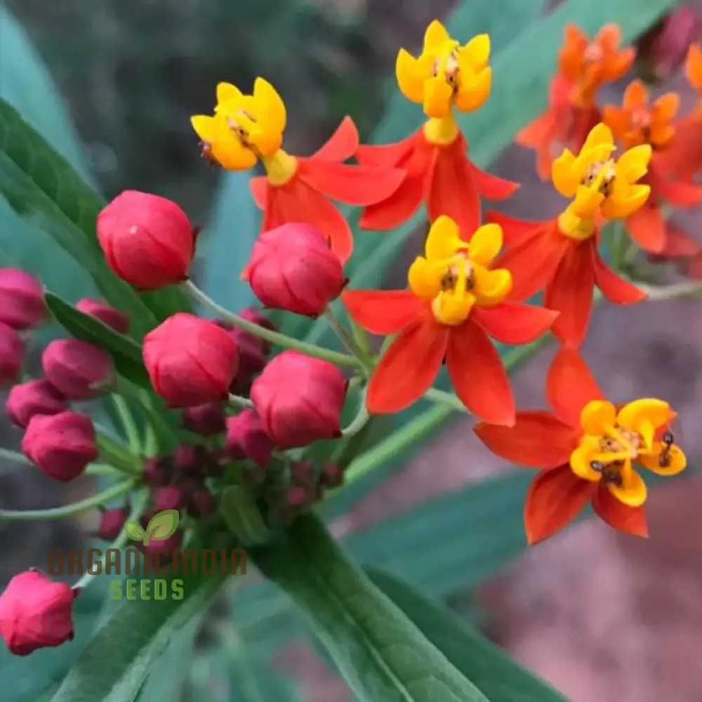 Asclepias Seeds (Milkweed Flower Seeds) - Monarch Butterfly Friendly Blooms