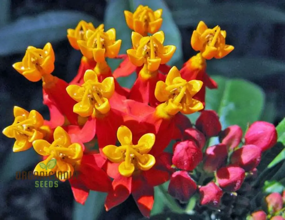 Asclepias Seeds (Milkweed Flower Seeds) - Monarch Butterfly Friendly Blooms - Image 3