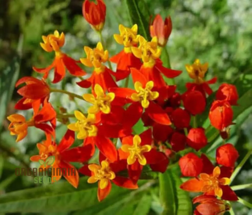 Asclepias Seeds (Milkweed Flower Seeds) - Monarch Butterfly Friendly Blooms - Image 4