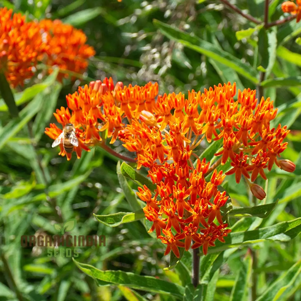 Asclepias Seeds for Butterfly Flower Planting, Easy to Grow Milkweed Seeds