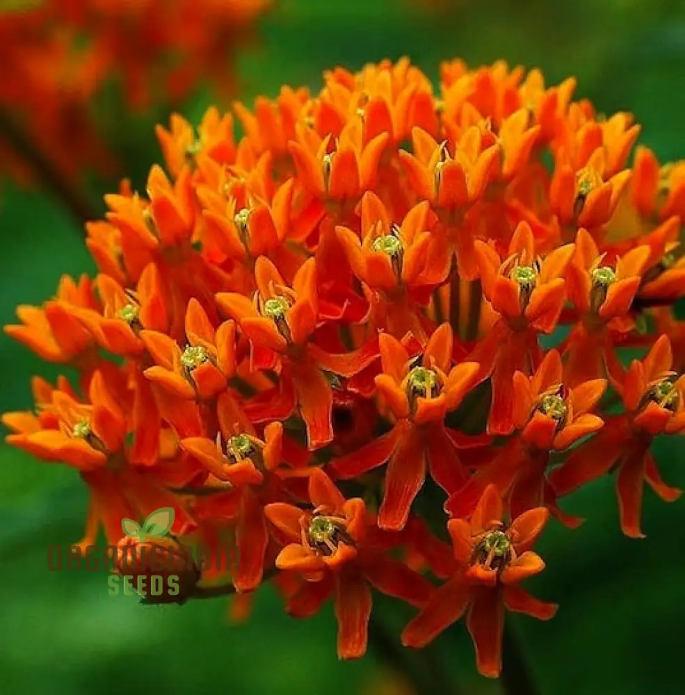 Asclepias Seeds for Butterfly Flower Planting, Easy to Grow Milkweed Seeds - Image 3