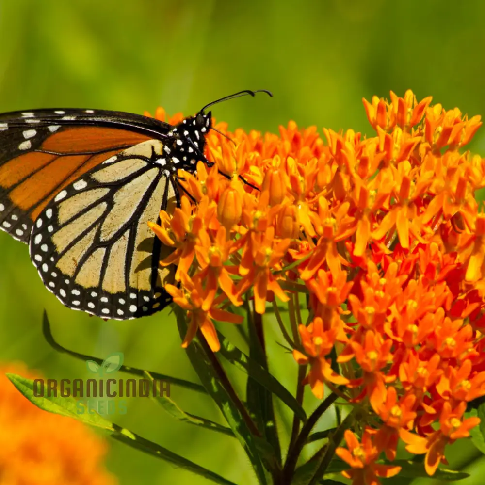 Asclepias Seeds for Butterfly Flower Planting, Easy to Grow Milkweed Seeds - Image 4