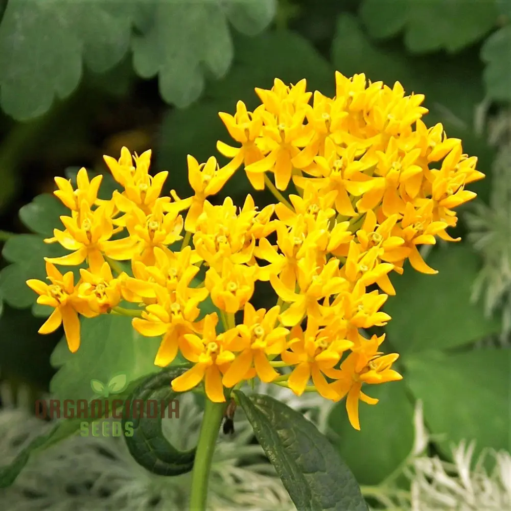 Asclepias Tuberosa 'Hello Yellow Butterfly' Flower Seeds for Planting, Premium Quality Seeds for Beautiful Butterfly Gardens