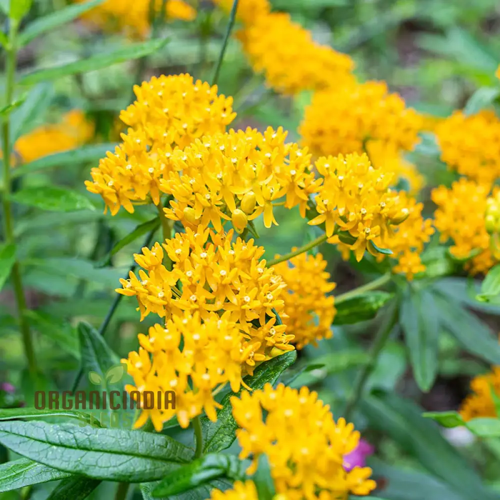 Asclepias Tuberosa 'Hello Yellow Butterfly' Flower Seeds for Planting, Premium Quality Seeds for Beautiful Butterfly Gardens - Image 3