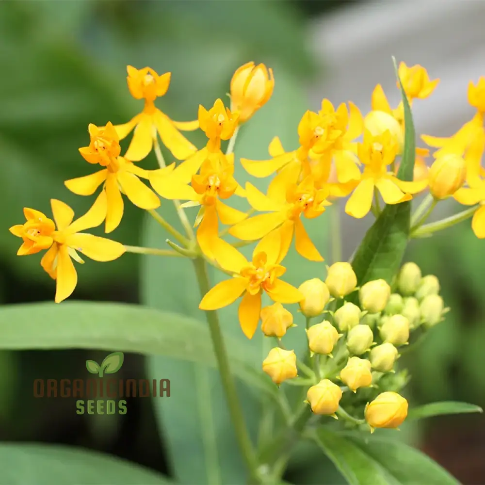 Asclepias Tuberosa 'Hello Yellow Butterfly' Flower Seeds for Planting, Premium Quality Seeds for Beautiful Butterfly Gardens - Image 4